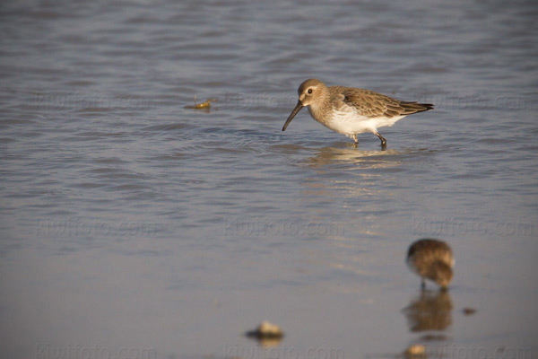 Dunlin Photo @ Kiwifoto.com