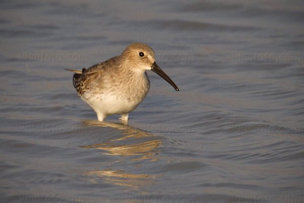 Dunlin Image @ Kiwifoto.com