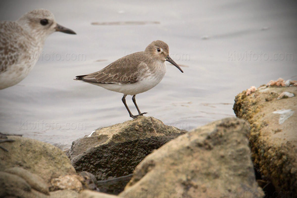 Dunlin Image @ Kiwifoto.com