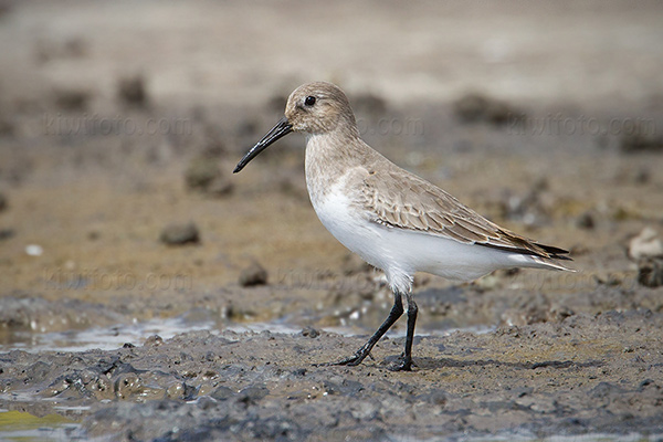 Dunlin Image @ Kiwifoto.com