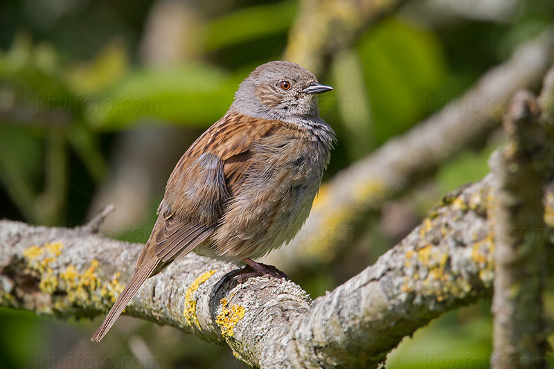 Dunnock Photo @ Kiwifoto.com