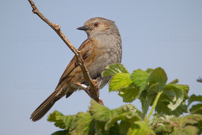 Dunnock Photo @ Kiwifoto.com