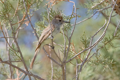 Dusky-capped Flycatcher (juvenile)