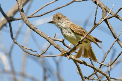 Dusky-capped Flycatcher Image @ Kiwifoto.com