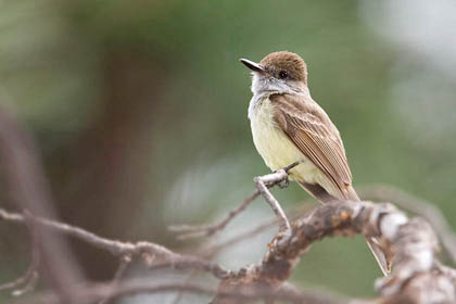 Dusky-capped Flycatcher Photo @ Kiwifoto.com