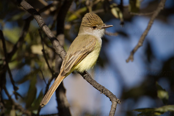 Dusky-capped Flycatcher Image @ Kiwifoto.com