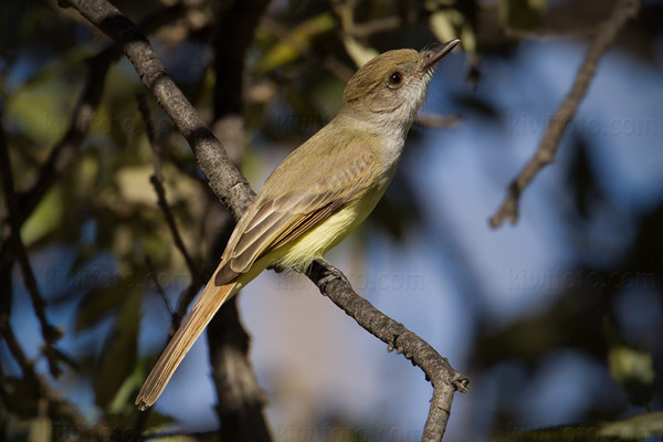 Dusky-capped Flycatcher Photo @ Kiwifoto.com