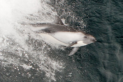 Dusky Dolphin Picture @ Kiwifoto.com