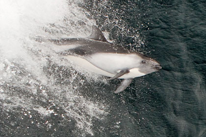 Dusky Dolphin Photo @ Kiwifoto.com