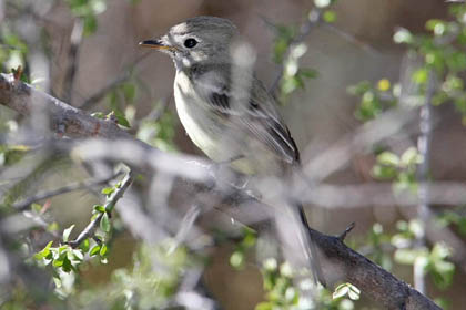 Dusky Flycatcher