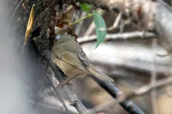 Dusky Warbler Picture @ Kiwifoto.com