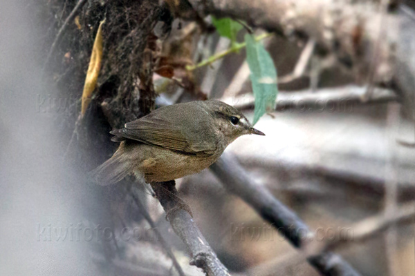 Dusky Warbler