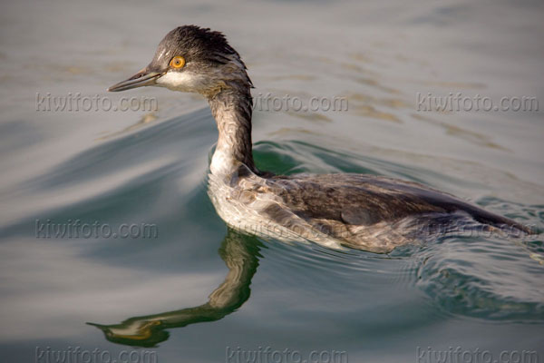 Eared Grebe Photo @ Kiwifoto.com