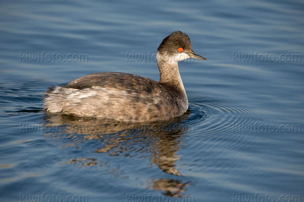 Eared Grebe Picture @ Kiwifoto.com