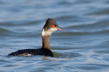Eared Grebe Image @ Kiwifoto.com