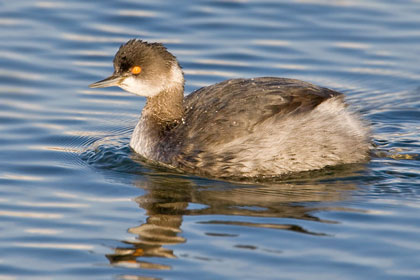 Eared Grebe