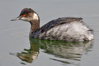 Eared Grebe Photo @ Kiwifoto.com