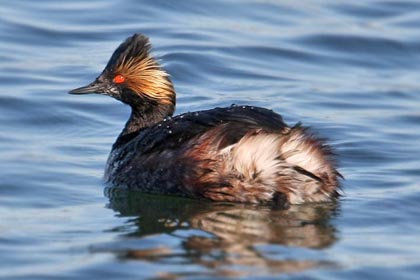 Eared Grebe Picture @ Kiwifoto.com