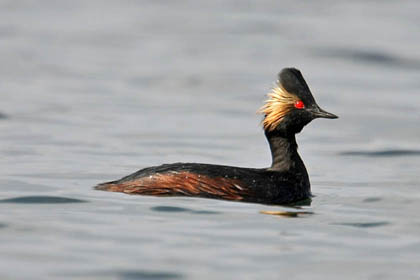 Eared Grebe Photo @ Kiwifoto.com