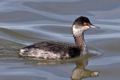 Eared Grebe Image @ Kiwifoto.com