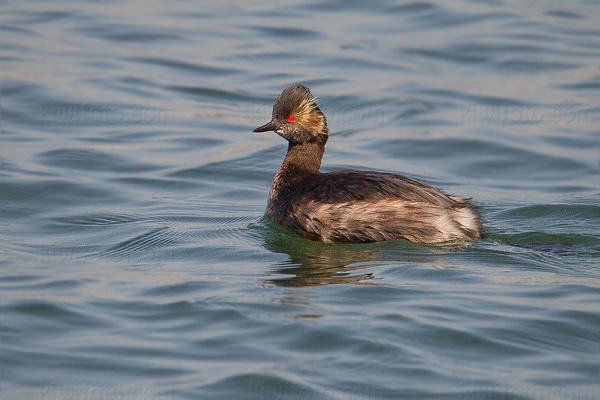 Eared Grebe Picture @ Kiwifoto.com