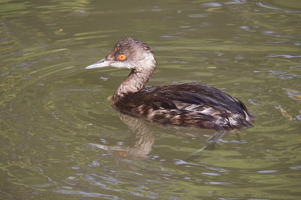 Eared Grebe Image @ Kiwifoto.com