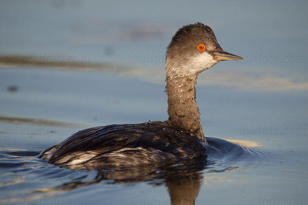 Eared Grebe Image @ Kiwifoto.com