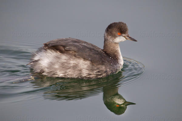 Eared Grebe Picture @ Kiwifoto.com