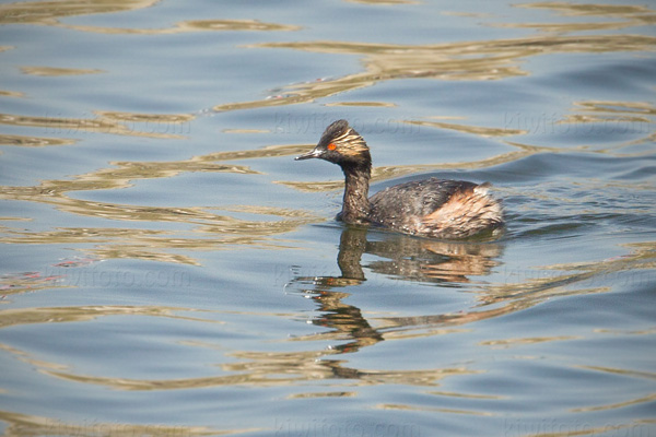 Eared Grebe Image @ Kiwifoto.com