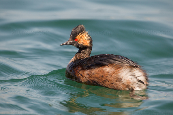 Eared Grebe Photo @ Kiwifoto.com