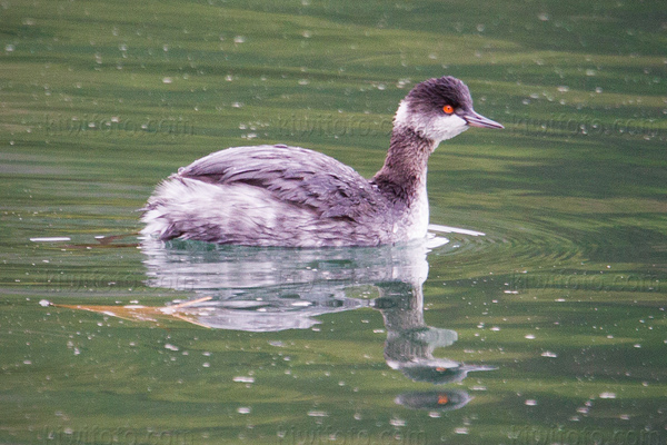 Eared Grebe Picture @ Kiwifoto.com