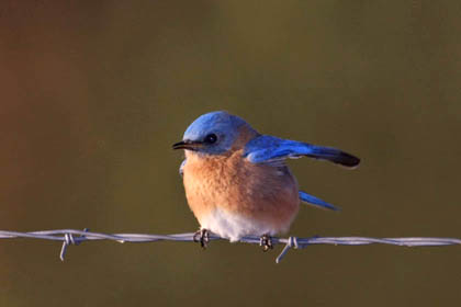 Eastern Bluebird Picture @ Kiwifoto.com