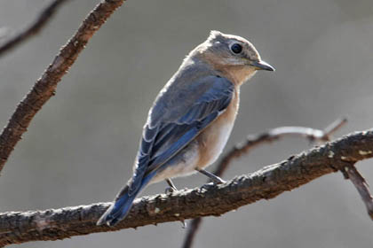 Eastern Bluebird Image @ Kiwifoto.com