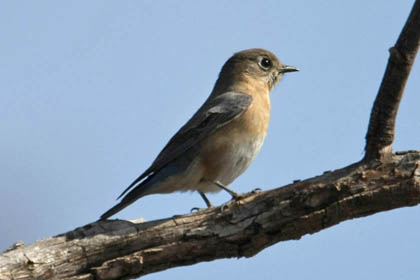 Eastern Bluebird Image @ Kiwifoto.com