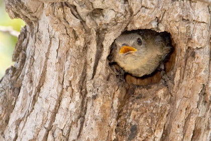 Eastern Bluebird (female in nest)