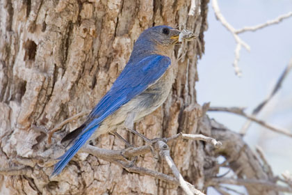Eastern Bluebird Image @ Kiwifoto.com
