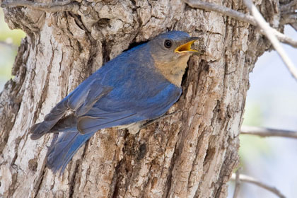 Eastern Bluebird Photo @ Kiwifoto.com