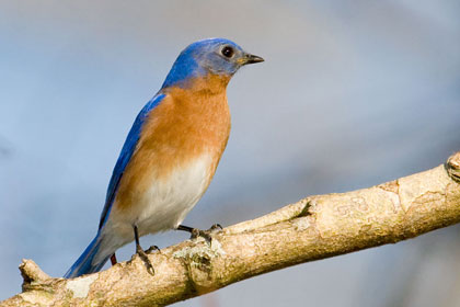 Eastern Bluebird Picture @ Kiwifoto.com