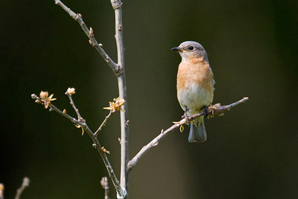 Eastern Bluebird Photo @ Kiwifoto.com