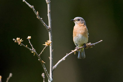 Eastern Bluebird Image @ Kiwifoto.com