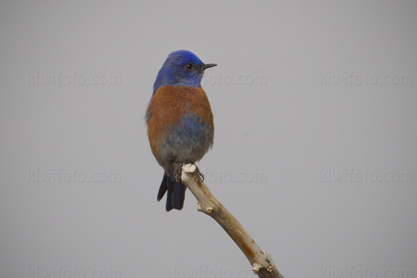 Eastern Bluebird Image @ Kiwifoto.com