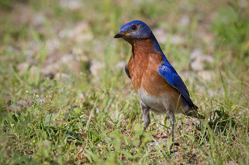 Eastern Bluebird Photo @ Kiwifoto.com