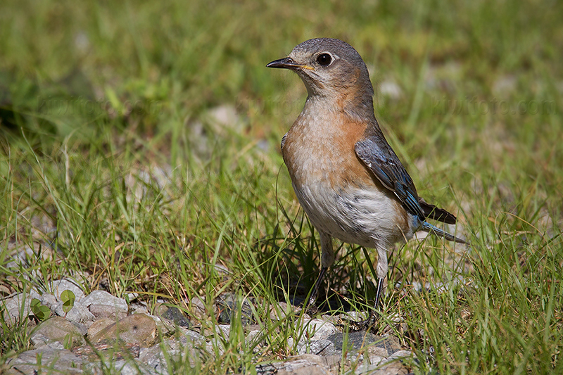 Eastern Bluebird Image @ Kiwifoto.com