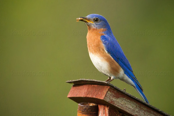 Eastern Bluebird Image @ Kiwifoto.com