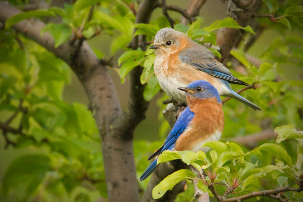 Eastern Bluebird Image @ Kiwifoto.com