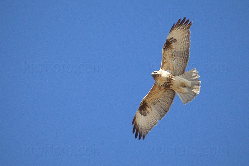 Eastern Buzzard Picture @ Kiwifoto.com