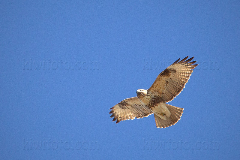 Eastern Buzzard Photo @ Kiwifoto.com
