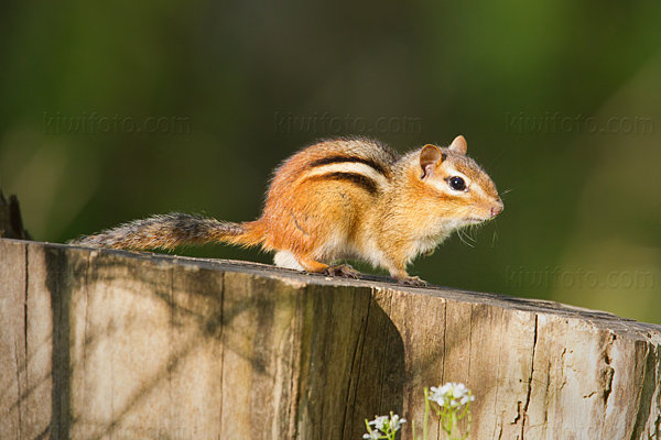 Eastern Chipmunk