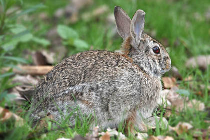 Eastern Cottontail