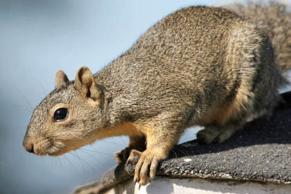 Eastern Fox Squirrel Photo @ Kiwifoto.com